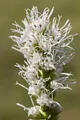 Pflanzen für Dich Staude Liatris spic. Alba, 1 St., Ährige Prachtscharte, Prachtscharte