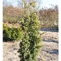 Goldgelbe Zwerg Säuleneibe Goldener Zwerg 50-60cm - Taxus baccata