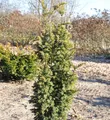 Goldgelbe Zwerg Säuleneibe Goldener Zwerg 50-60cm - Taxus baccata