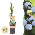 Green boutiQ - Fruchtpflanze - Vaccinium corymbosum Bluecrop - Heidelbeere - Winterhart - Blaubeere - 2 Pflanzen - Topf 15cm - Höhe 50cm