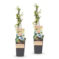 Green boutiQ - Fruchtpflanze - Vaccinium corymbosum Bluecrop - Heidelbeere - Winterhart - Blaubeere - 2 Pflanzen - Topf 15cm - Höhe 50cm