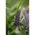 Liriope Muscari Lilientraube Ca. 9x9 cm Topf