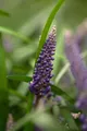 Liriope muscari, Lilientraube, immergrün, ca. 9x9 cm Topf