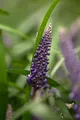 Liriope muscari 9x9 cm Topf – Winterhart, Mehrjährig, Pflegeleicht – Lilientraube – Bodendecker für Schattenbeete & Unterpflanzung