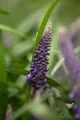 Pflanzen für Dich Staude Liriope muscari, 1 St., Liriope, Lilientraube