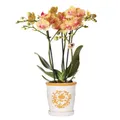 Exotenherz Zimmerpflanze Orange Orchidee Jamaica + Malaga Deko-Topf orange - Topfgröße 9cm