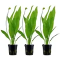 Aquarium Pflanze 3 Stück Echinodorus Bleheri Wasserpflanze Topf Nr.371 Set