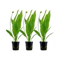 Aquarium Pflanze 3 Stück Echinodorus bleheri Wasserpflanze AquaOne Nr.371 Set