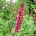 6 x Kerzenknöterich - Persicaria amplexicaulis 'Inverleith' | Topf 9cm x 9cm