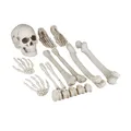 Dekoknochen für halloween Skelett Deko Set Horror Dekoration 12 Teile Kunststoff