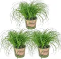 Cyperus Zumula - Katzengras Fertig Gewachsen - Zimmerpflanzen - 3 er Set