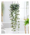 BALDUR Garten 1x Leuchterblume Ceropegia, Pflanze im 11 cm-Topf, Grünpflanze, mehrjährig - frostfrei halten, pflegeleicht, Ceropegia woodii, außergewöhnliche Blätter, Zimmerpflanzen-Rarität