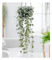 Leuchterblume Ceropegia,1 Pflanze