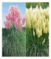 BALDUR Garten 2er Pampasgras Sortiment, Pflanzen im 9x9 cm-Topf, Cortaderia selloana, Set bestehend aus je 1 Pflanze rosa und weiß blühend, Ziergräser, Stauden - Kollektion, winterharte Stauden