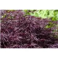Acer Palmatum Firecracker Japanischer Ahorn Leuchtend Rot 150–175 cm