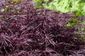 Pflanzen für Dich Gehölze Acer palmatum Firecracker, 1 St., Japanischer Ahorn, Fächerahorn