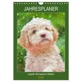 Jahresplaner Lagotto Romagnolo Welpen (Wandkalender 2026 DIN A4 hoch) CALVENDO Monatskalender von Sigrid Starick/ Calvendo / Calvendo / Kalender