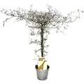 Exotenherz Corokia Cotoneaster Zickzackstrauch Schnurbaum