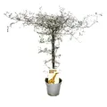 Exotenherz - Corokia cotoneaster - Zick-Zack-Strauch - Schnurbaum
