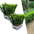 Plants by Frank | 12 Grüne Spindelstrauch Heckenpflanzen | Euonymus Japonicus 'Green Spire' | Japanischer Spindelstrauch | Buchsbaum Ersatz | Winterhart | Immergrüne Hecke | Gartenpflanzen