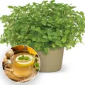 BALDUR Garten 1x Minze 'Ingwer', Pflanze im 10,5 cm Topf, würziges Ingwer-Aroma mit frischer Minznote, glänzend tiefgrüne Blätter, robuster Bodendecker & kompakter Wuchs, pflegeleicht und winterhart