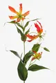 artplants.de Kunstblume Ruhmeskrone, orange - gelb, 80cm - Künstliche Gloriosa - Deko Blumen