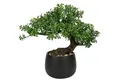 Kunstbonsai Kunstpflanze Bonsai Baum Podocarpus Schwarz-1 25cm Aesthetic Deko, LuxusKollektion