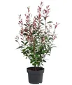 Dehner Glanzmispel Carre Rouge, Photinia fraseri, immergrüner Strauch mit rotem Blattaustrieb, 50-60 cm, 5 l Topf, Heckenpflanze
