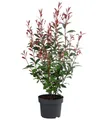 Dehner Hecken Glanzmispel Carre Rouge, Photinia fraseri, verschiedene Größen, immergrüner Strauch mit rotem Blattaustrieb