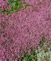 Pflanzen für Dich Bodendecker Thymus serpyllum Magic Carpet, 1 St., Sand-Thymian, Feld-Thymian, Quendel, teppichartig, rosablühend
