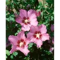 Hibiscus Syriacus Garteneibisch Walberton´s Rose Moon 40-50 cm