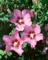 Pflanzen für Dich Gehölze Hibiscus syriacus Walberton's Rose Moon, 1 St., Garteneibisch, Straucheibisch