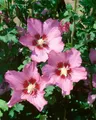 Hibiscus syriacus 'Walberton's Rose Moon', Roseneibisch, 40–50 cm