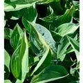 Funkie Jurassic Park - Hosta cultorum