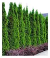 BALDUR Garten 1x Lebensbaum-Hecke 'Thuja Smaragd', Pflanze im 9x9 cm-Topf, Thuja occidentalis Smaragd, winterhart, immergrün, Sichtschutz, anspruchslos, Empfehlung 3 Pflanzen pro lfd. Meter