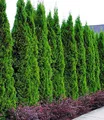 BALDUR Garten Hecken Lebensbaum-Hecke 'Thuja Smaragd', 1 St., Zypressengewächse, winterhart, mehrjährig, blickdicht