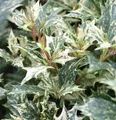 Herbstduftblüte Tricolor 60-80cm - Osmanthus heterophyllus