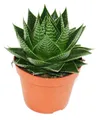 Aloe "Cosmo" - kugelförmige Aloe - 12cm Topf - sukkulente Zimmerpflanze
