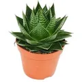 Exotenherz Aloe Cosmo Kugelförmige Aloe 12cm Topf Sukkulente Zimmerpflanze