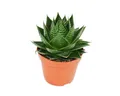 Exotenherz Kaktus Aloe "Cosmo" kugelförmige Aloe 12cm Topf sukkulente Zimmerpflanze