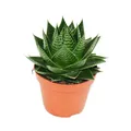 Exotenherz - Aloe "Cosmo" - kugelförmige Aloe - 12cm Topf - sukkulente
