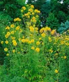 Pflanzen für Dich Staude Rudbeckia lac. Goldquelle, 1 St., Goldquelle-Sonnenhut, Garten-Sonnenhut