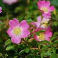 Weinrose Schottische Zaunrose Rosa rubiginosa rosa Blüte Heckenrose Bienenweide