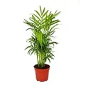 Exotenherz Chamaedorea Elegans Zimmerpalme Bergpalme 9cm Topf