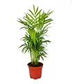 Exotenherz Zimmerpflanze Chamaedorea elegans - Zimmerpalme - Bergpalme 9cm Topf
