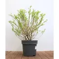 Salix Integra Hakuro Nishiki Japanische Weide Buntes Laub 60–100 cm