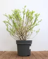 Pflanzen für Dich Gehölze Salix integra Hakuro Nishiki, 1 St., Harlekinweide, Japanische Weide