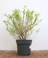 Salix integra 'Hakuro Nishiki', Japanische Weide, buntes Laub, 60–100 cm