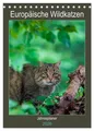 Janita Webeler | Europäische Wildkatzen - Jahresplaner (Tischkalender 2026...