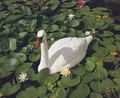 Ubbink Tierfigur Schwan weiß